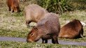 Капибары в Нордельте