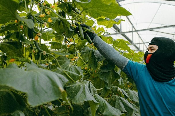 Чим підживити огірки після пересаджування: простий розчин для швидкого росту