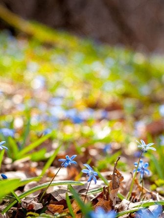 Весняні квіти
