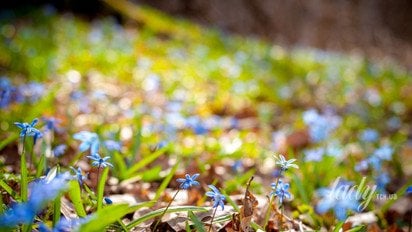 Весенние цветы