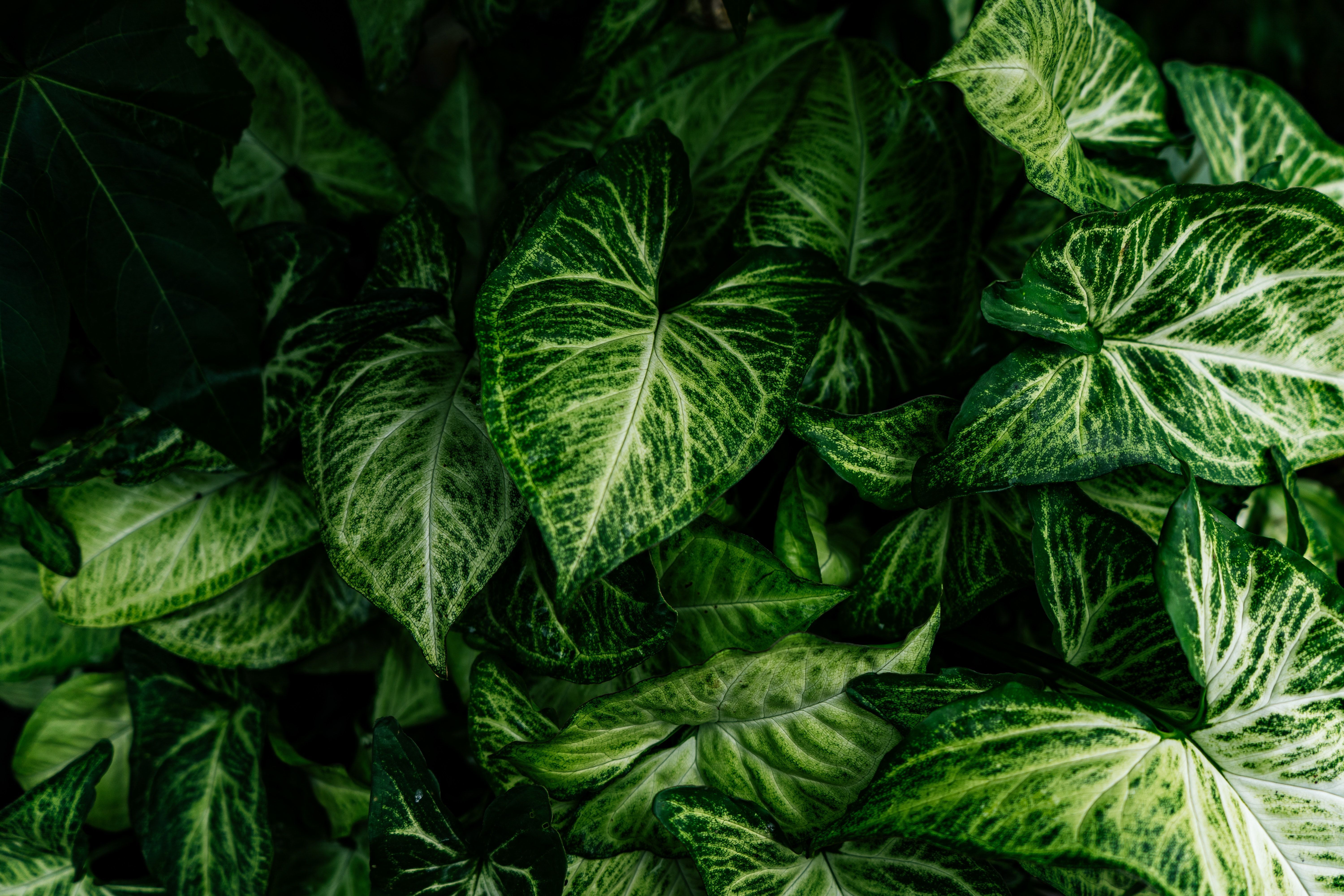 Syngonium is a plant of the Virgo zodiac sign / © Pexels