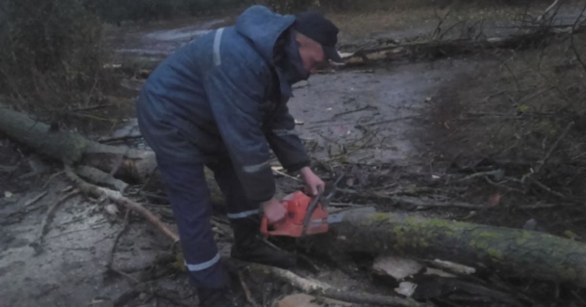 Из-за сильного ветра на Винничине дерево упало на 16-летнюю девушку