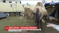 Верблюд на заснеженном стадионе в Тернопольщине возмутил соцсети