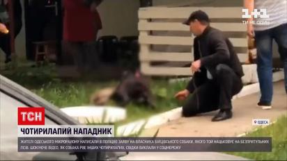 Новини України: в Одесі власник пітбуля нацьковує його на собак та погрожує людям