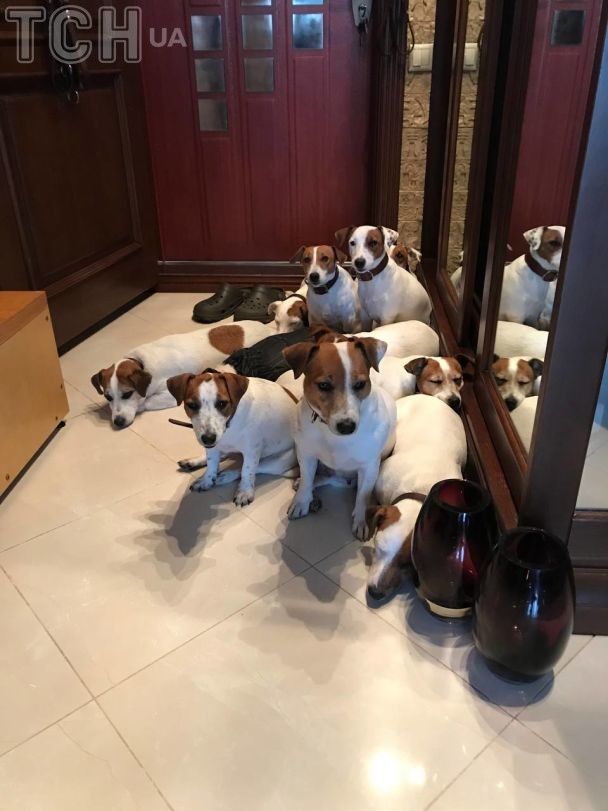 Джек-рассел-тер'єри Іллі Ільїна / © ТСН
