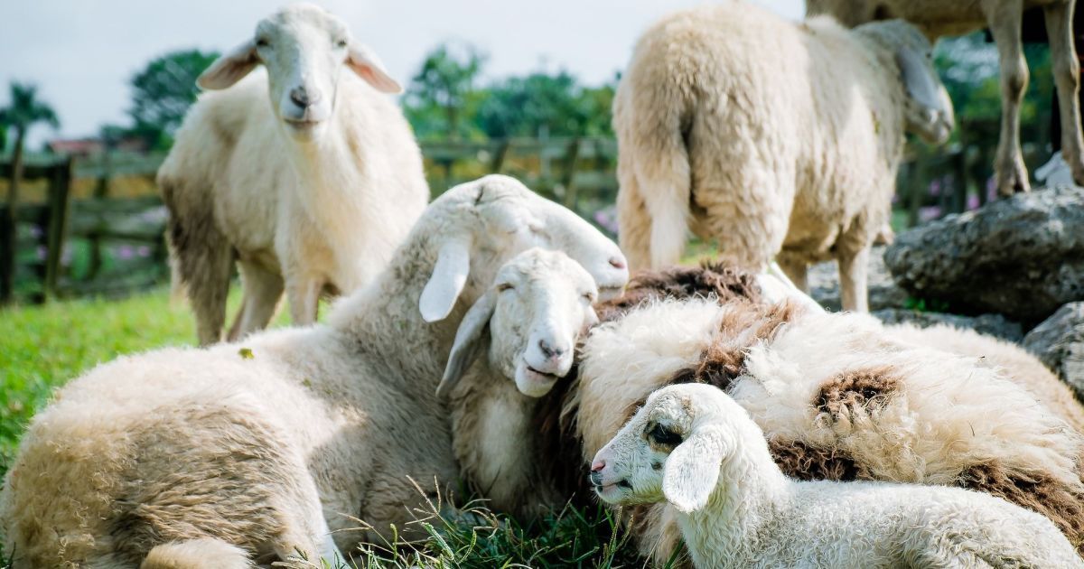 Масштабна евакуація: з гір у Франції вивозять овець