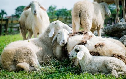 Масштабная эвакуация: с гор во Франции вывозят овец