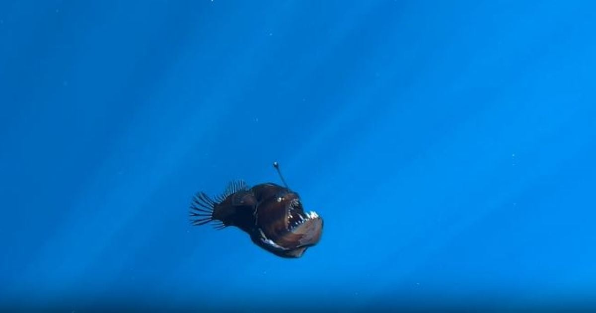 Морський чорт / Фото: Condrik Tenerife
