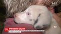 В США 30 часов из ловушки освобождали глухое щенка