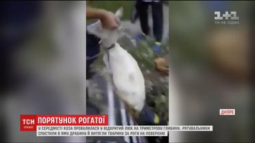 У середмісті Дніпра врятували козу, що провалилася у відкритий люк