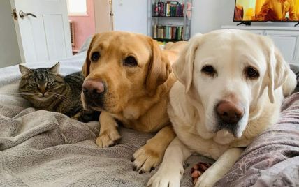 "Барі і Мері осиротіли": на Київщині шукають новий дім для двох собак подружжя, яке раптово померло
