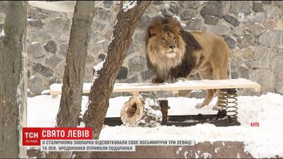 Привітання та подарунки: у столичному зоопарку відсвяткували 8-річчя трьох левиць і лева