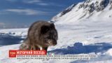 Лиса-путешественница: норвежские ученые обнаружили самого быстрого в мире песца