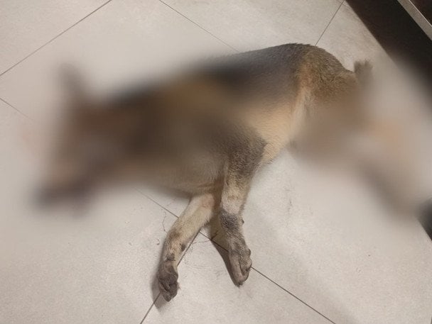 Собака, убитая в Гостомеле