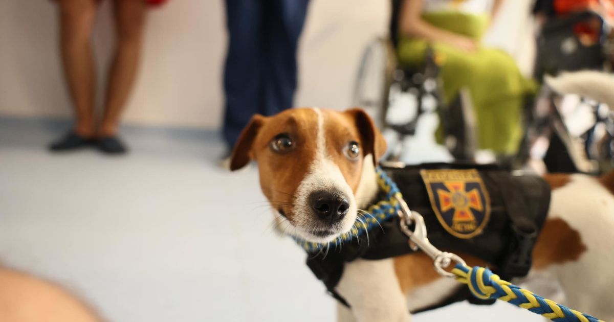 Патрон у лікарні Львова_6 / © Перше медичне об'єднання Львова