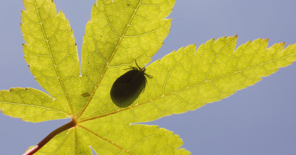 Врачи рассказали, как обезопасить себя от клещей