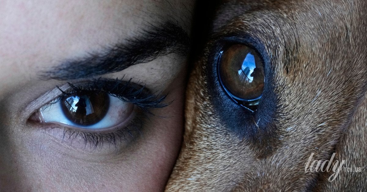 Собаки та сирени: чому чотирилапі реагують на шум