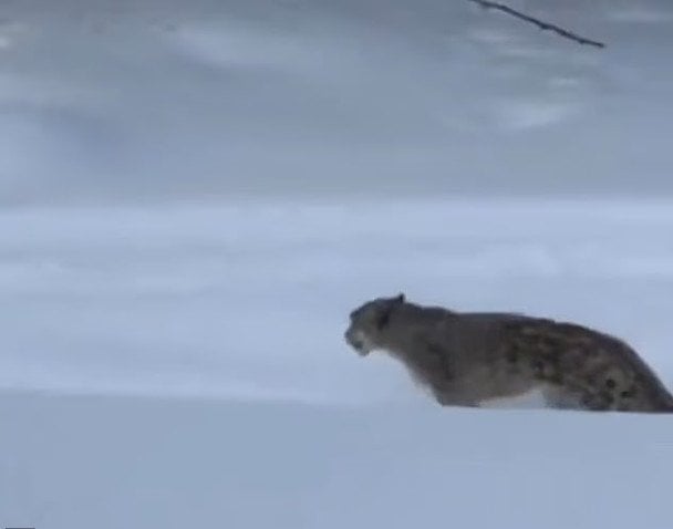 У Китаї сніговий барс напав на туристку, бо вона хотіла зробити з ним селфі.  / © dailymail.co.uk