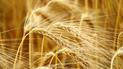 Syrian Ship Carrying Stolen Ukrainian Barley Docks in Lebanon