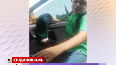 Как утка встречает мальчика со школы