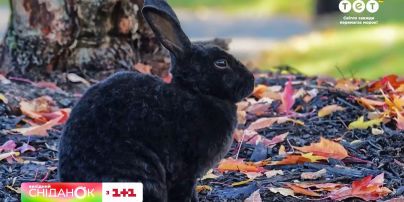 Вони муркотять і хрюкають – цікаві факти про кроликів
