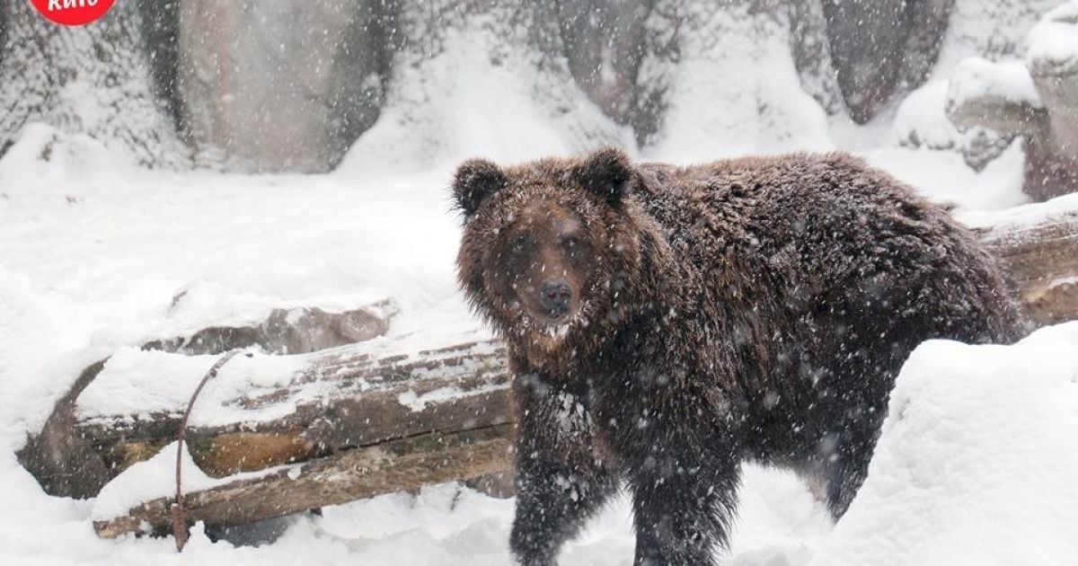 київський зоопарк_1 / © Київський зоологічний парк загальнодержавного значення