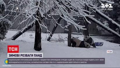 Гигантские панды из зоопарка в Вашингтоне обрадовались снегу | Новости мира
