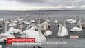 Почти сотня лебедей на потеху местным жителям зимует в пруду возле Хмельницкой АЭС