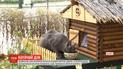 Із обігрівом і декором: будиночок для котів змайстрували у Дніпрі