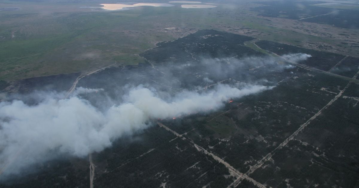 Масштабну лісову пожежу на Херсонщині допоміг приборкати дощ