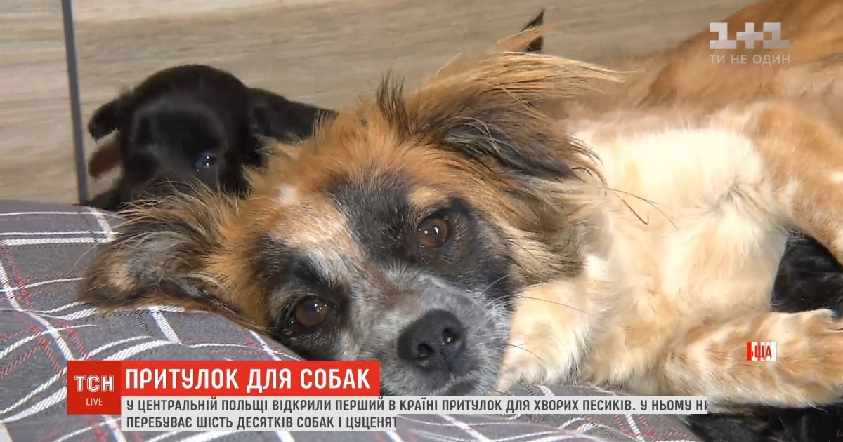 Допомога для найслабших: у польщі відкрився перший притулок для хворих собак