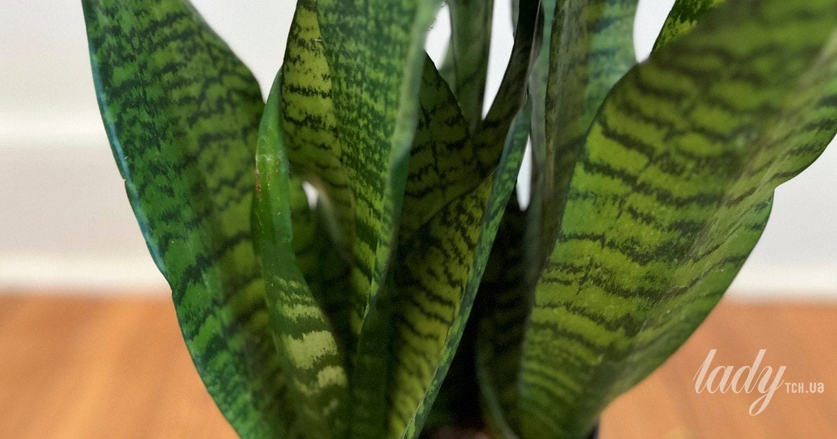 Сансев’єрія