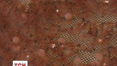 В США офіційно дозволили їсти ГМО-лосося