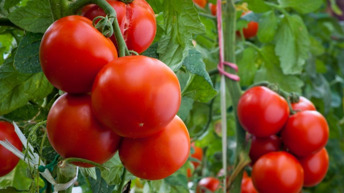 Чим обробити помідори під час цвітіння