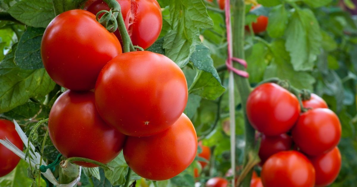 Чем опрыскивать помидоры в период цветения для хорошей завязи: самыеэффективные способы — Украина