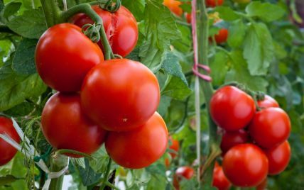 Чим обприскувати помідори в період цвітіння, щоб гарно зав'язувалися плоди: перевірені способи