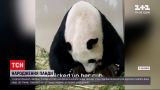 Новости мира: на территории Сингапура впервые родилась большая панда