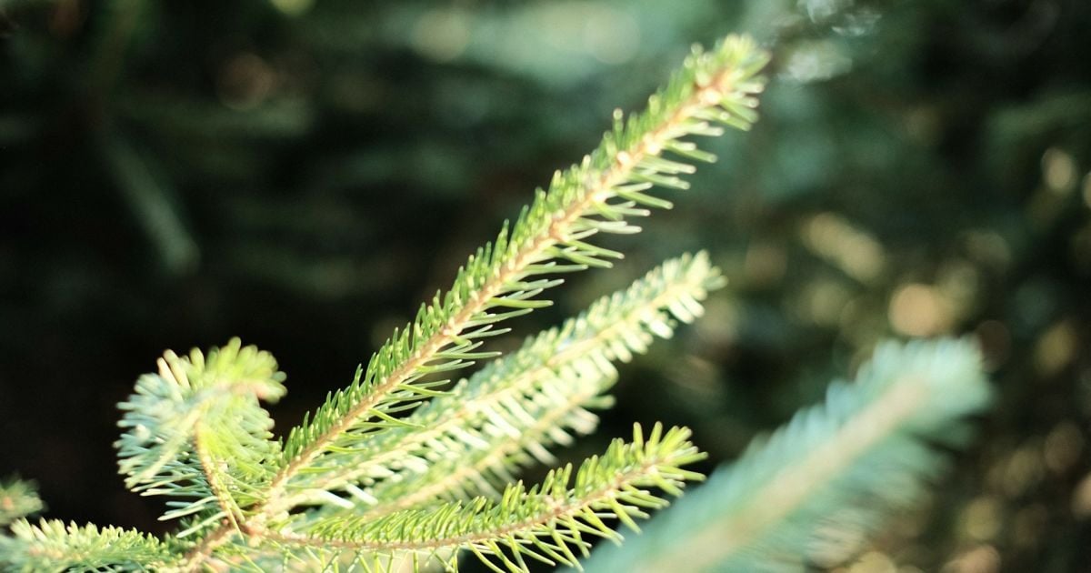 Чи можуть дерева розмовляти та передбачати сонячне затемнення — вчені відповіли