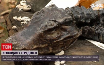 Крокодил на клумбе: киевлянка на прогулке нашла мертвую рептилию