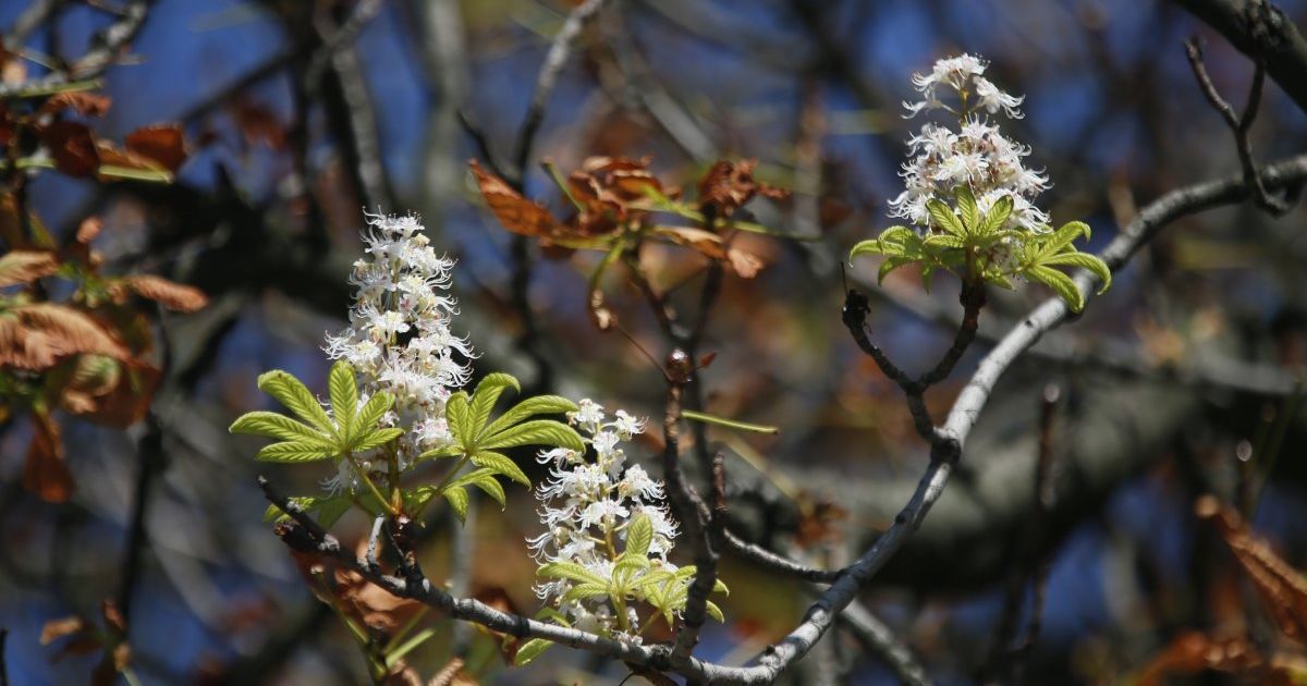 "Зеленбуд" розповів, чому на Хрещатику знову вимерли каштани