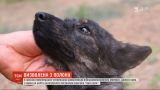 Собака Джесси, любимица моряков с захваченного буксира "Яны Капу", вернулась в Украину