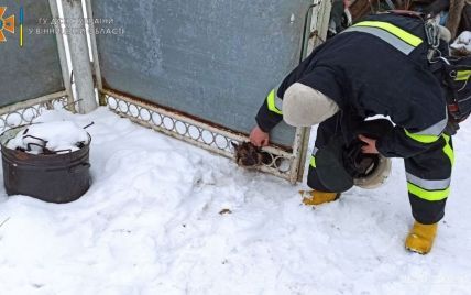 В Винницкой области собака застряла в заборе: ее вырезали спасатели (фото)