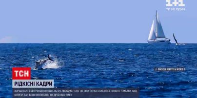 Новости мира: в Хорватии над водой у побережья прыгала целая стая голубых тунцов