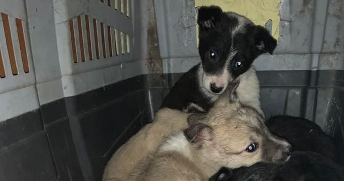 У Києві під Шулявським мостом знайшли шістьох цуценят, кинутих на морозі