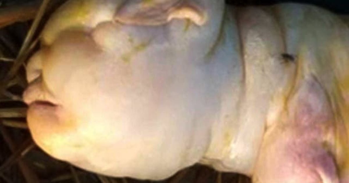 В Індії коза народила дитинча із майже людським лицем (фото)