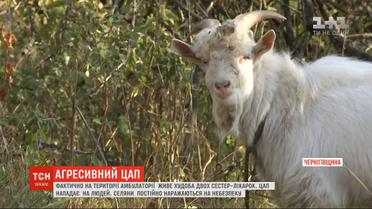 На Черниговщине две сестры-врача превратили больничный двор в пастбище для собственных коз