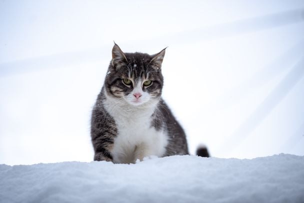 Народні прикмети 22 лютого / © Pexels