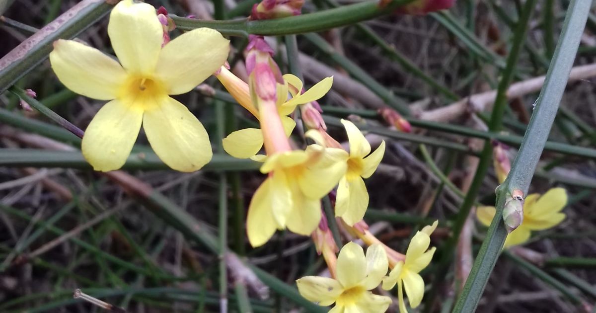 Квіти у ботанічному саду Одеси _1 / © Ботанический сад ОНУ имени И.И.Мечникова