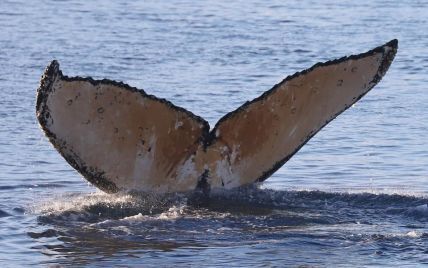 "Боже мій, я в китовій пащі": в США горбатий кит проковтнув ловця лобстерів