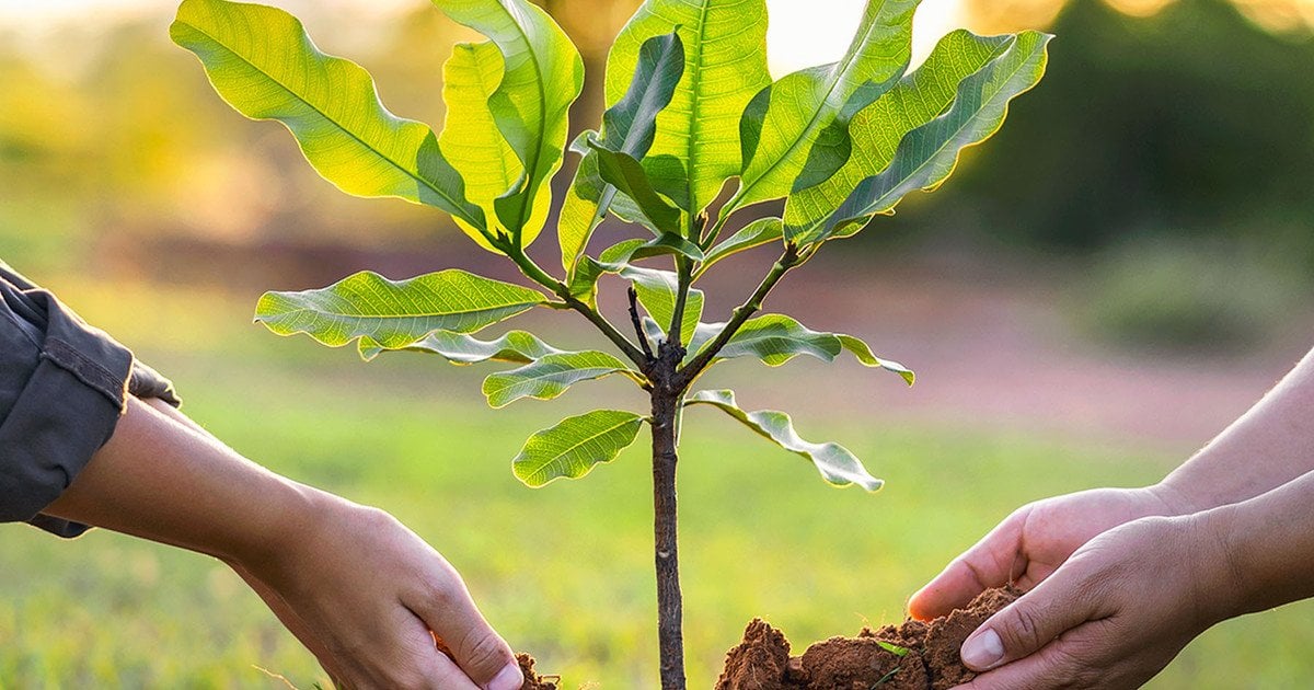 Когда сажать растения